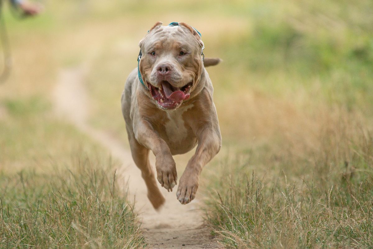 A picture of an American Bully running