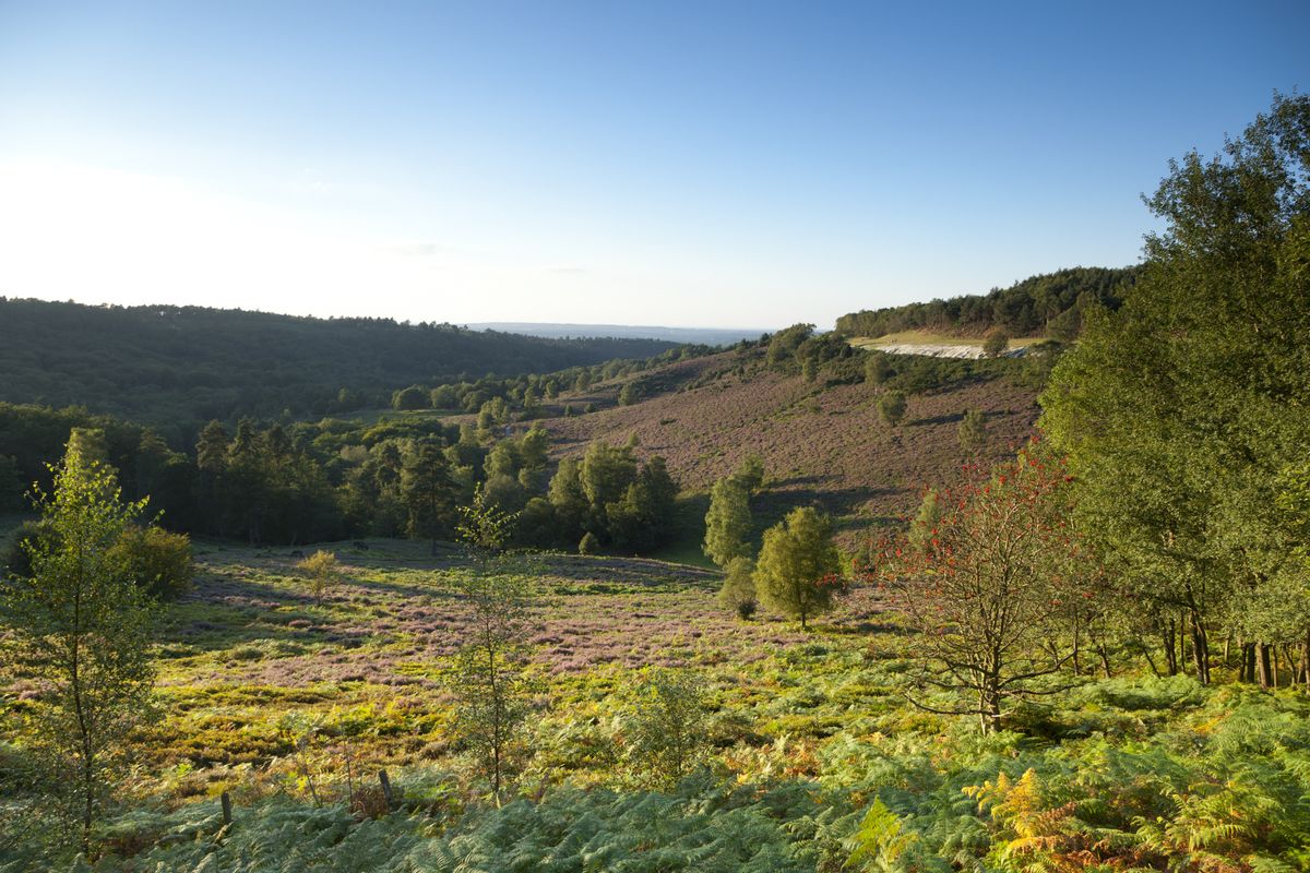 Devil's Punch Bowl National Trust views of the scenery, green grass and trees with blue skies