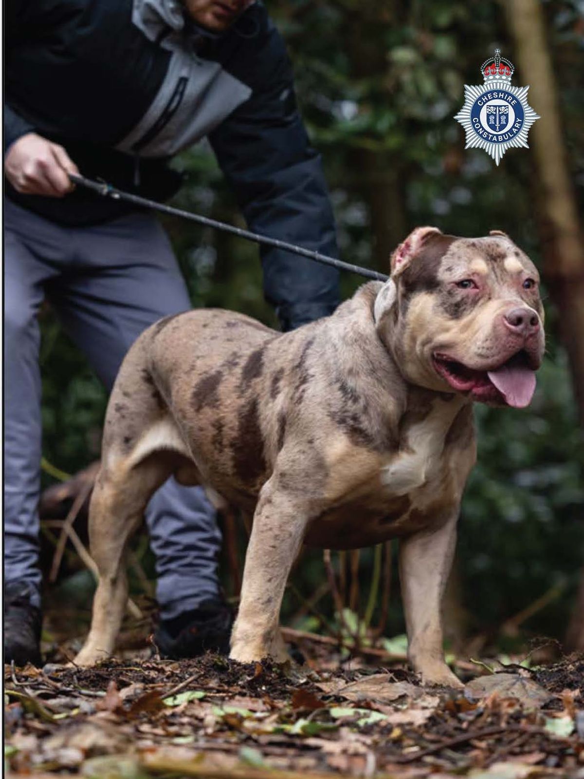 Toretto the XL Bully had to be shot 10 times by responding police officers