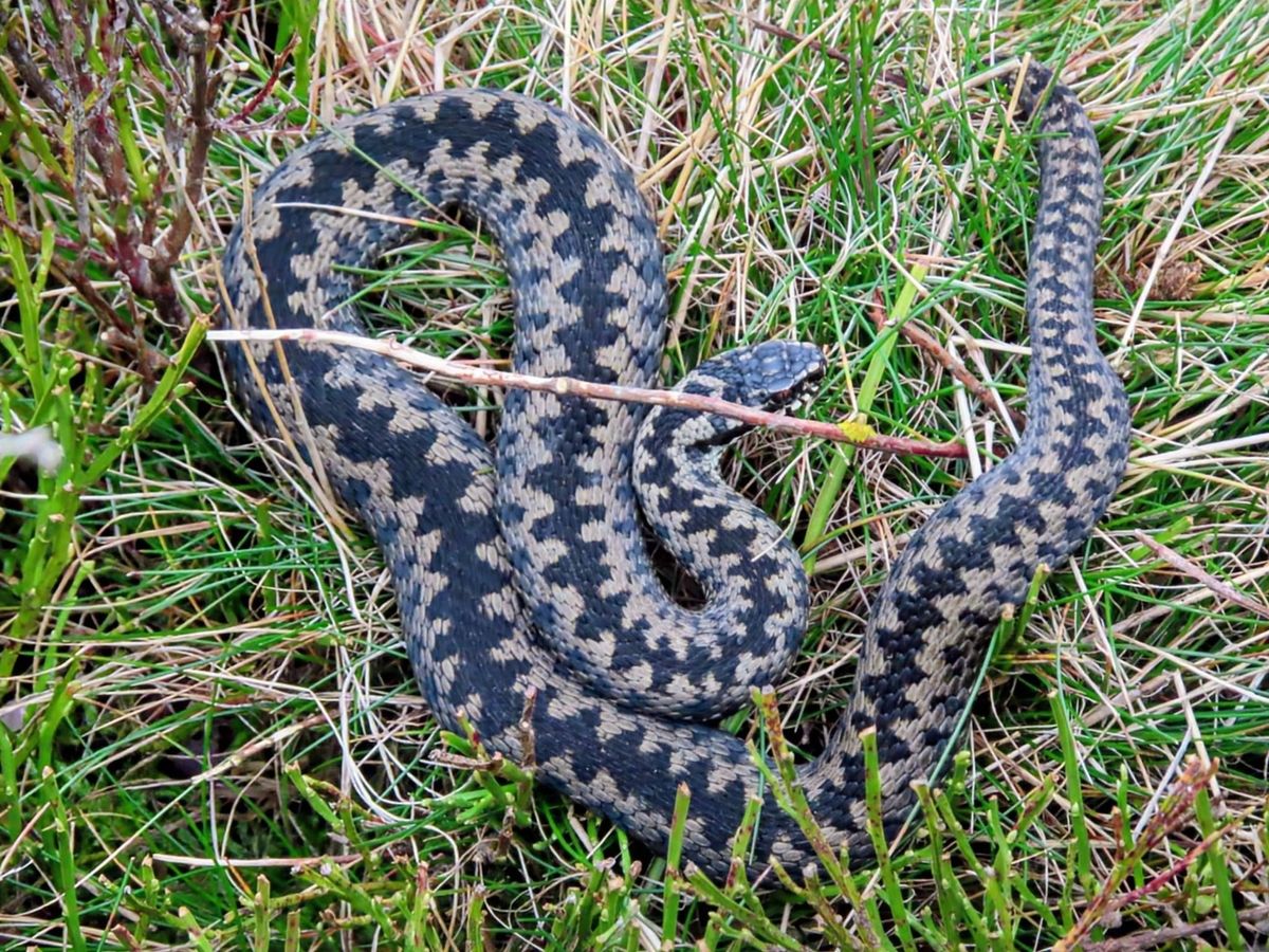 Mark urged walkers to keep their dogs on leads in the Guisborough Woods and North York Moors areas