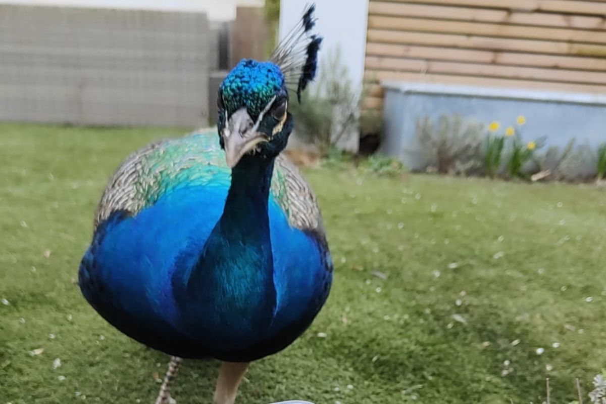 Peacock