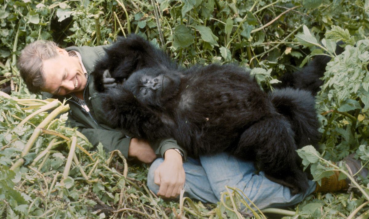 David Attenborough's iconic moment with baby gorilla Pablo, who feels right at home with his human pal