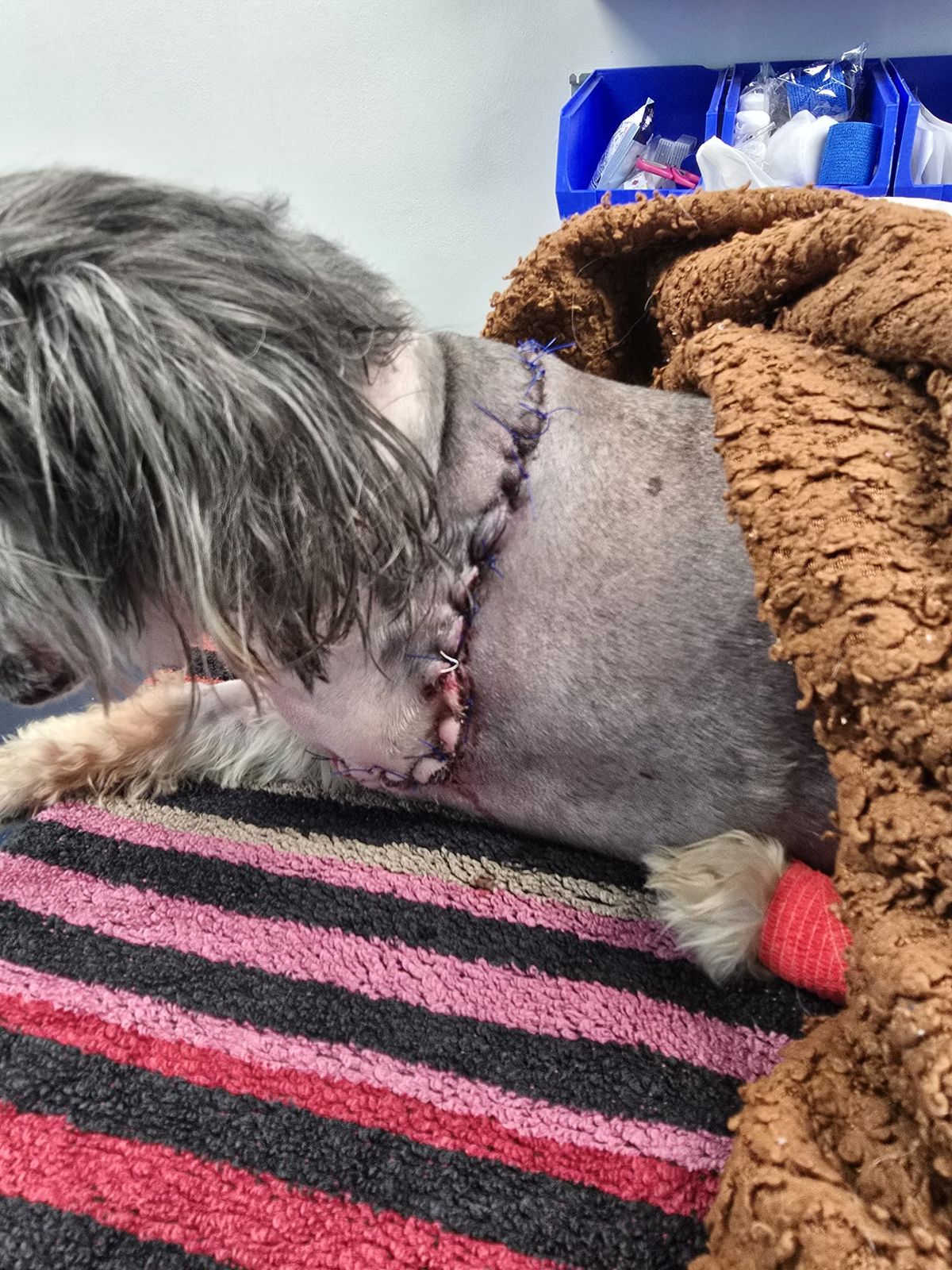 A picture of Benji's large scar