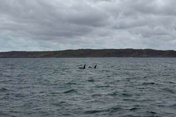 John Coe and Aquarius, the two brothers orca, spotted swimming off Lizard Point in Cornwall on April 1, 2026 for the first time since 2021