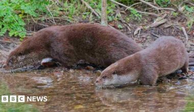 A close up photo of an two otters on a river bed. The animals head and body is above the water and they are both looking away from the camera to the left.