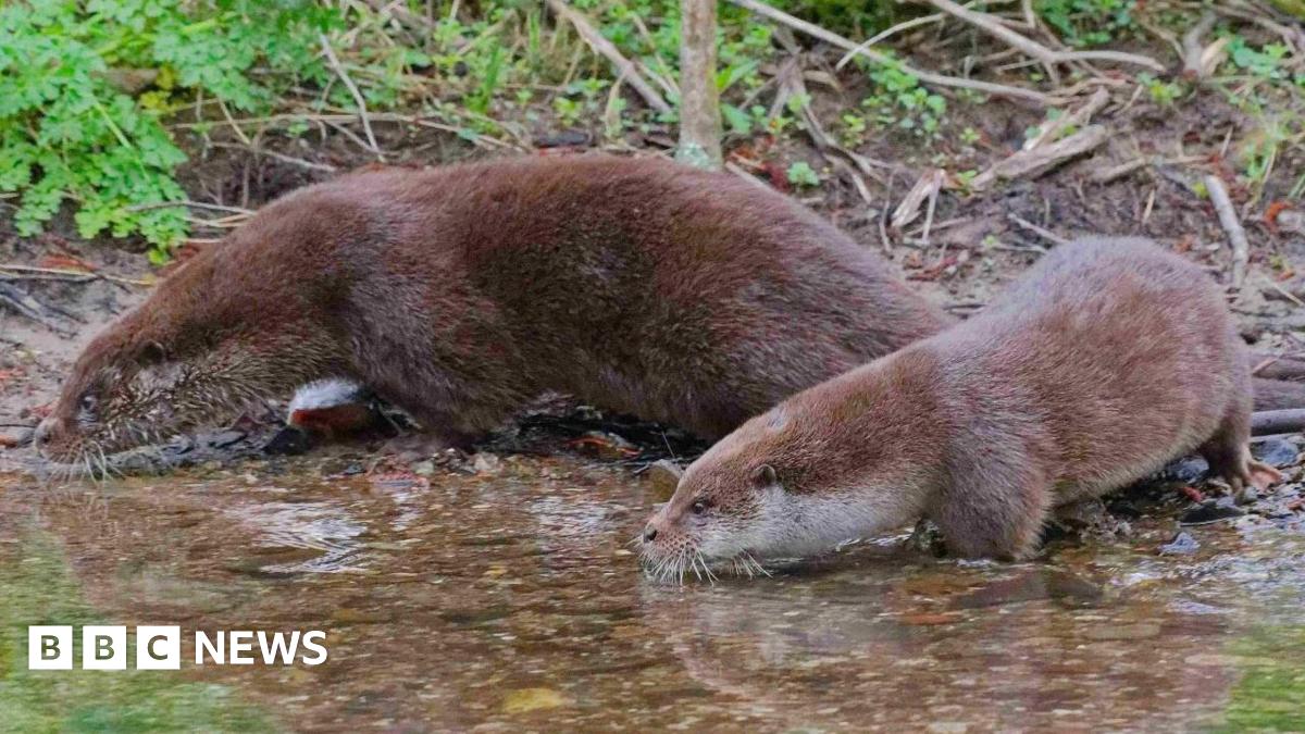 A close up photo of an two otters on a river bed. The animals head and body is above the water and they are both looking away from the camera to the left.