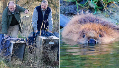 Family of Beavers Released into the Wild in Area They Went Extinct 400 Years Ago