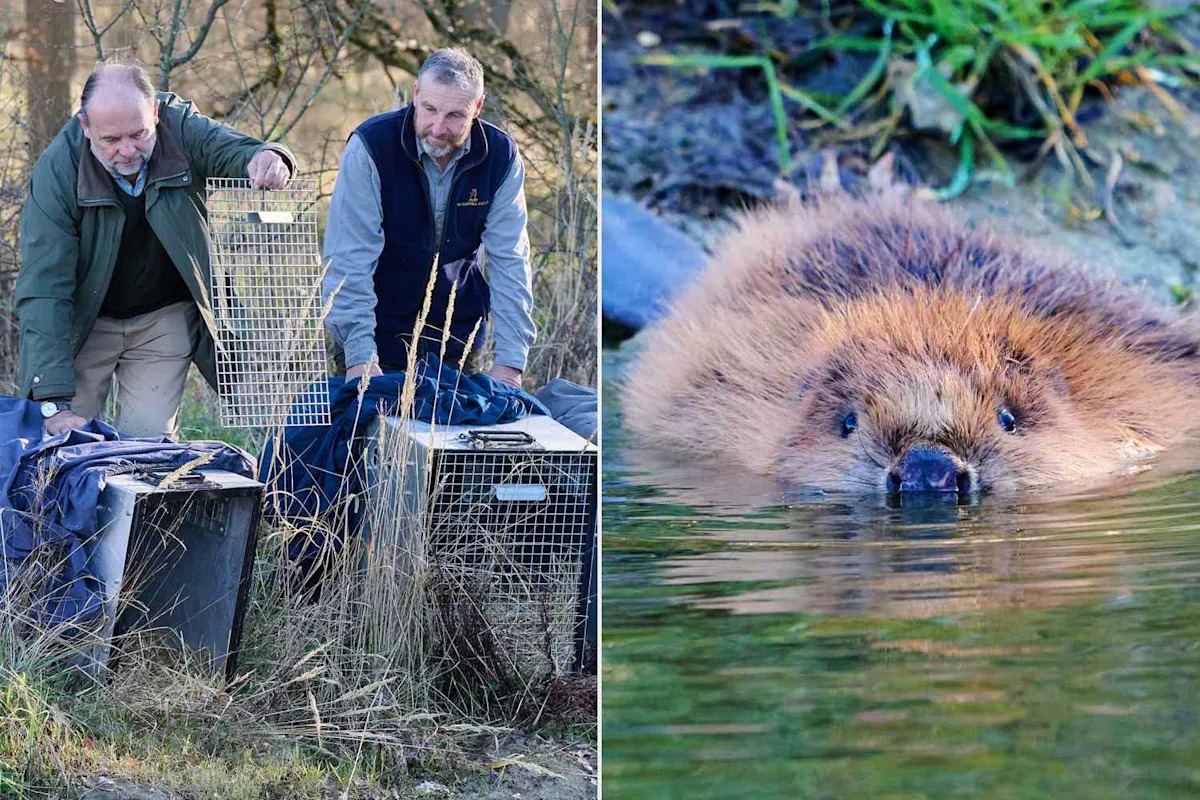 Family of Beavers Released into the Wild in Area They Went Extinct 400 Years Ago