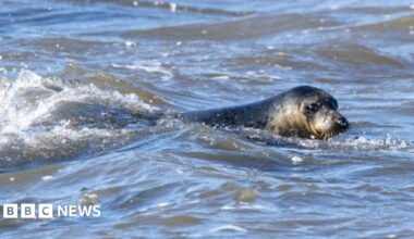 A grey seal swimming in the North Sea. It has its teal grey head poking out of the water and is looking into the camera.