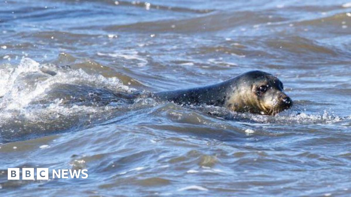 A grey seal swimming in the North Sea. It has its teal grey head poking out of the water and is looking into the camera.