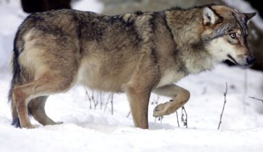 18 wolves found dead in worst attack on wildlife in country’s history - The Independent