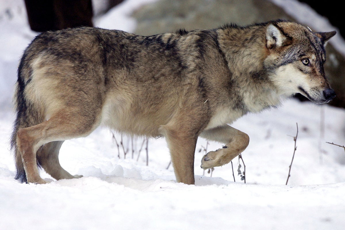 18 wolves found dead in worst attack on wildlife in country’s history - The Independent