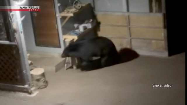 Bear enters residential property in Morioka, northeastern Japan