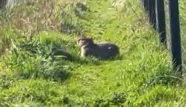 Capybara born in Ipswich still missing for three weeks