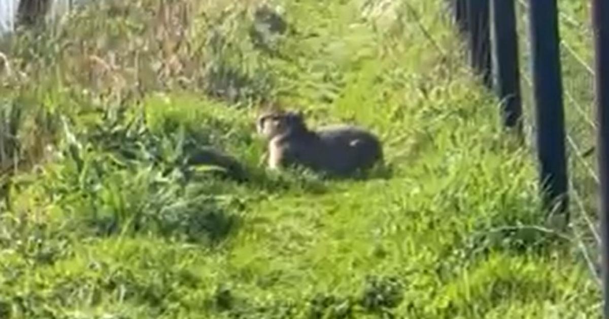 Capybara born in Ipswich still missing for three weeks