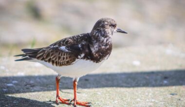 Isle of Wight County Press Camera Club photos capture amazing wildlife