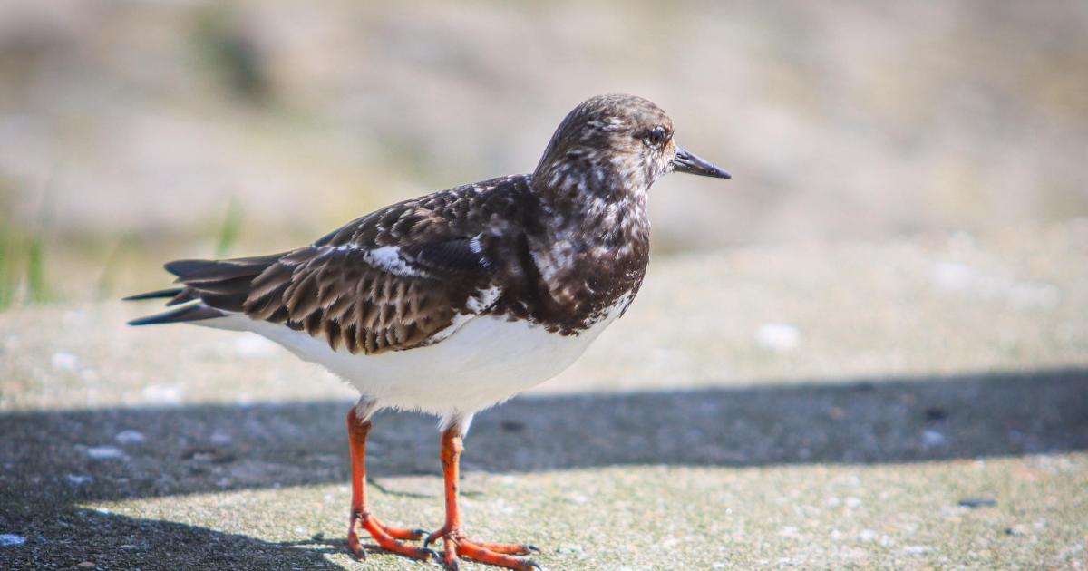 Isle of Wight County Press Camera Club photos capture amazing wildlife