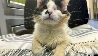 Sussex cat charity helps Oreo after life-saving surgery