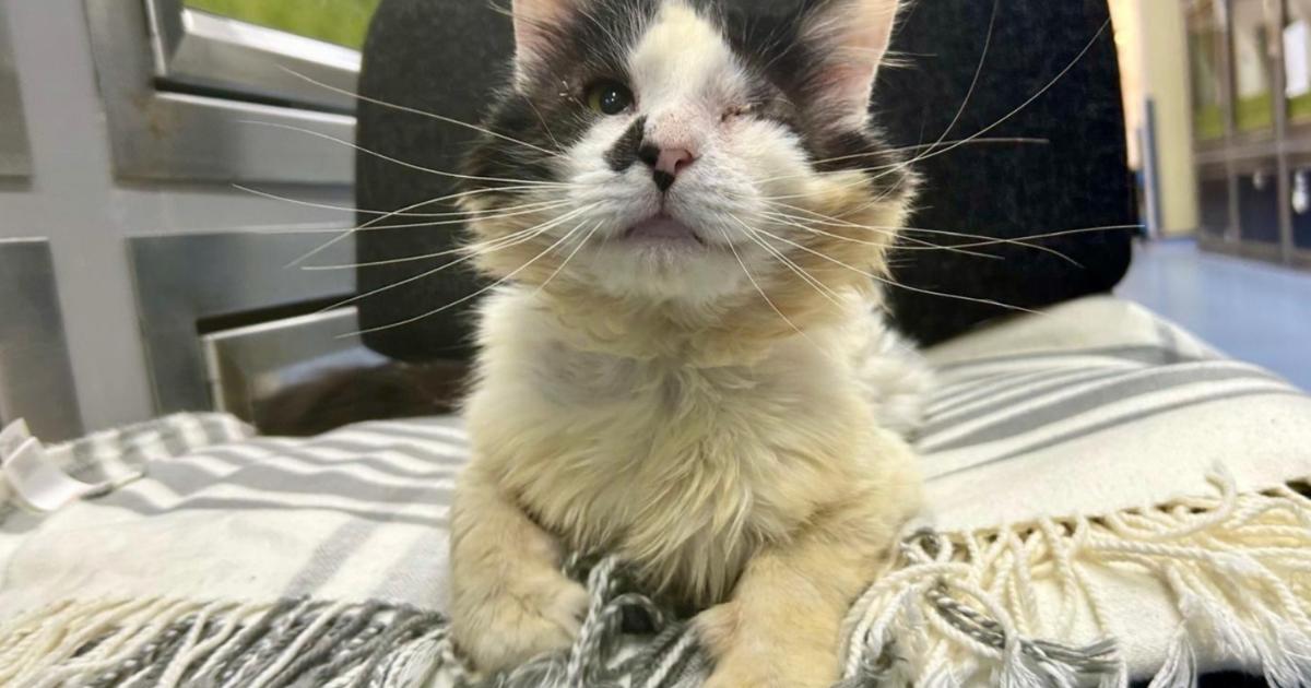 Sussex cat charity helps Oreo after life-saving surgery
