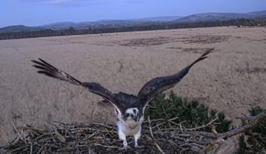 Osprey dad returns to nest at Foulshaw Moss Nature Reserve