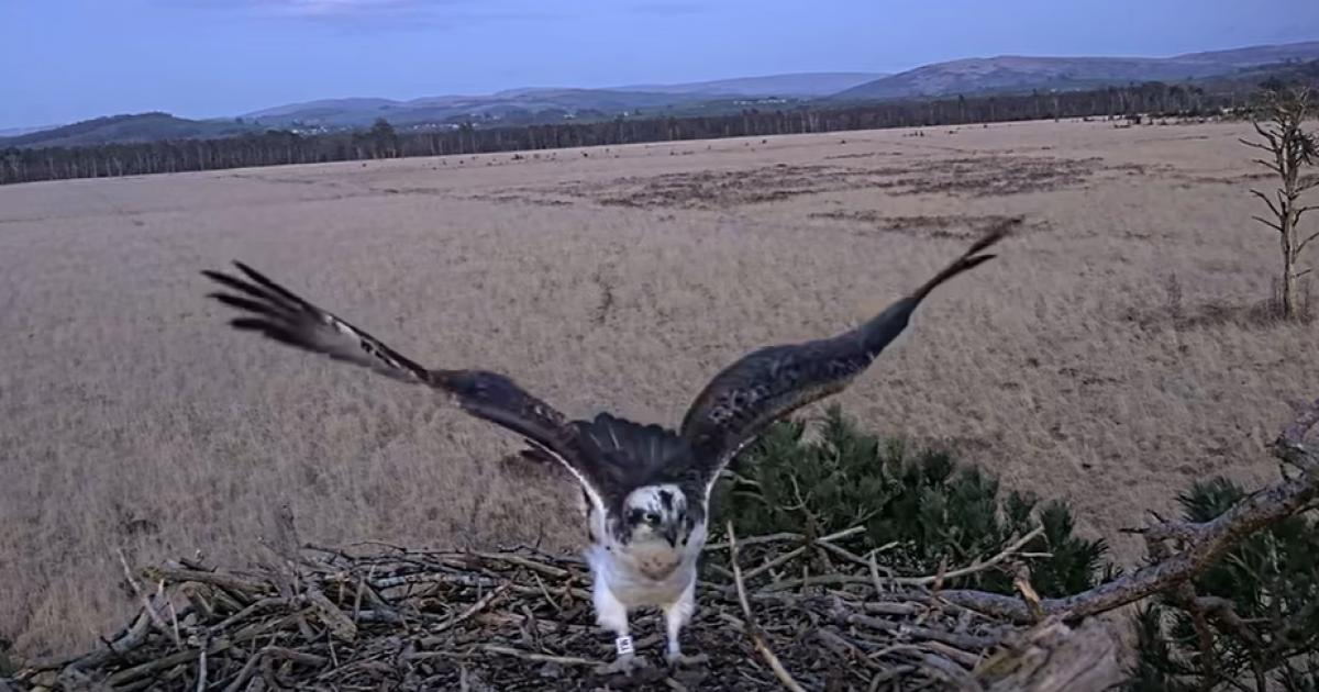 Osprey dad returns to nest at Foulshaw Moss Nature Reserve