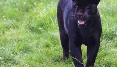 Cumbrian woman tells of ‘big cat’ encounters in Cumbria
