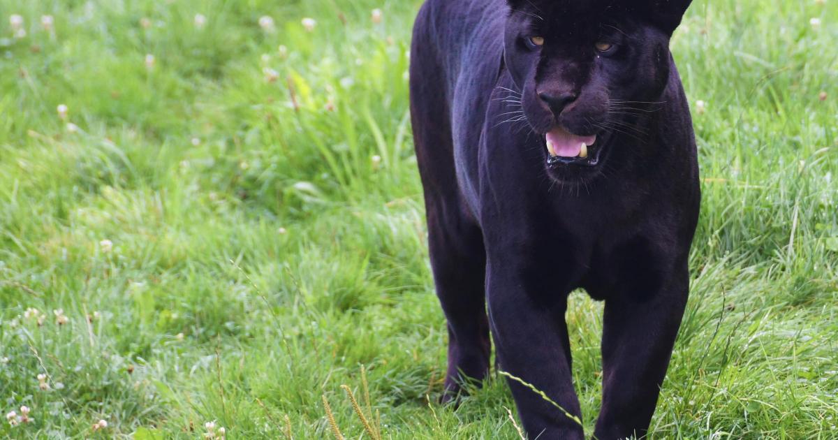Cumbrian woman tells of ‘big cat’ encounters in Cumbria