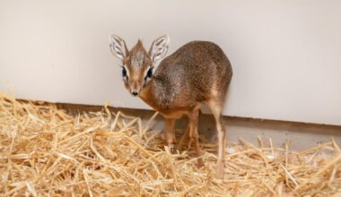 One of the world's smallest antelopes born at Chester Zoo