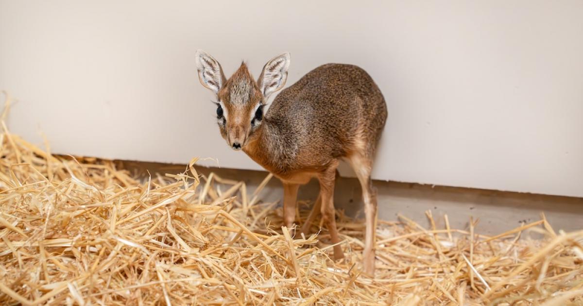 One of the world's smallest antelopes born at Chester Zoo