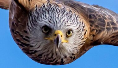 Bucks Free Press Camera Club: Our favourite snaps this week?