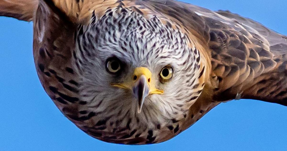 Bucks Free Press Camera Club: Our favourite snaps this week?