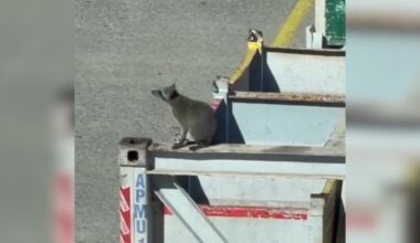 Raccoon stows away on cargo ship that arrived in Southampton