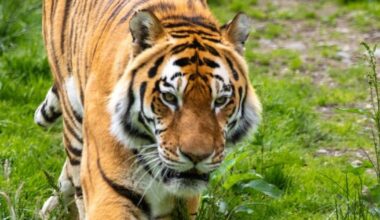'Beloved' tiger dies at Scottish wildlife park as tributes pour in