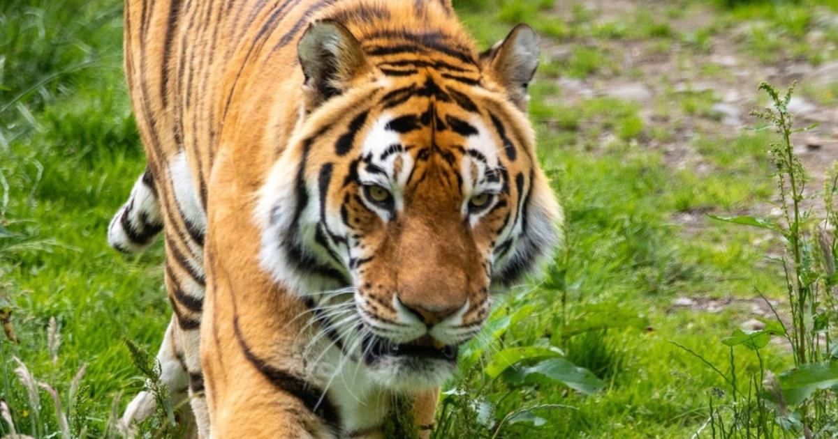 'Beloved' tiger dies at Scottish wildlife park as tributes pour in