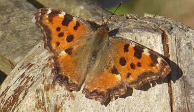 Isle of Wight sighting of butterfly once thought to be extinct