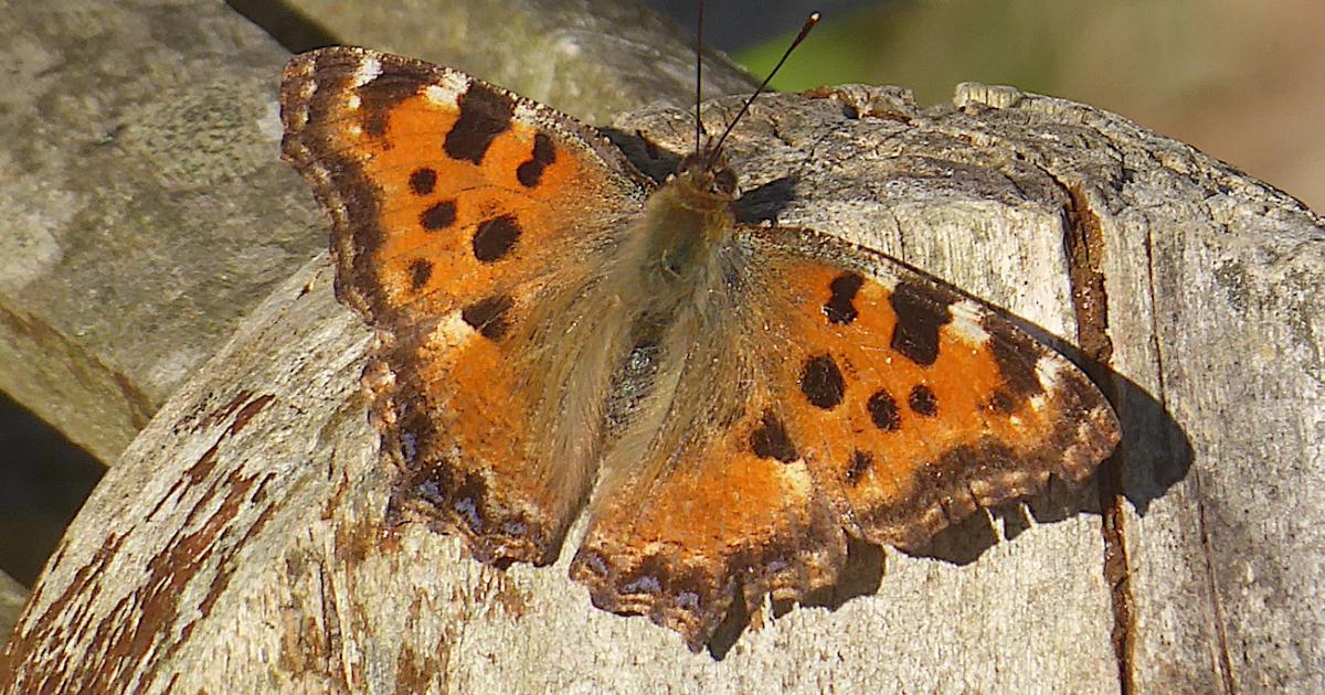 Isle of Wight sighting of butterfly once thought to be extinct