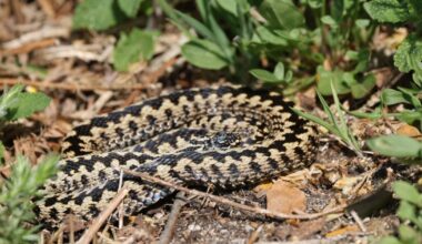 Venomous snake spotted in Browndown area of Gosport