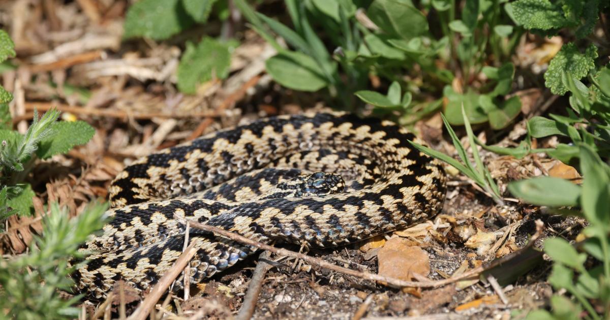 Venomous snake spotted in Browndown area of Gosport