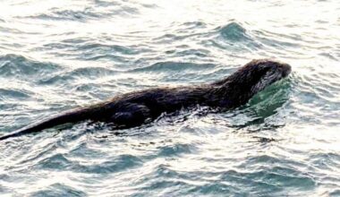 Otters spotted in West Bay and Bridport over Spring