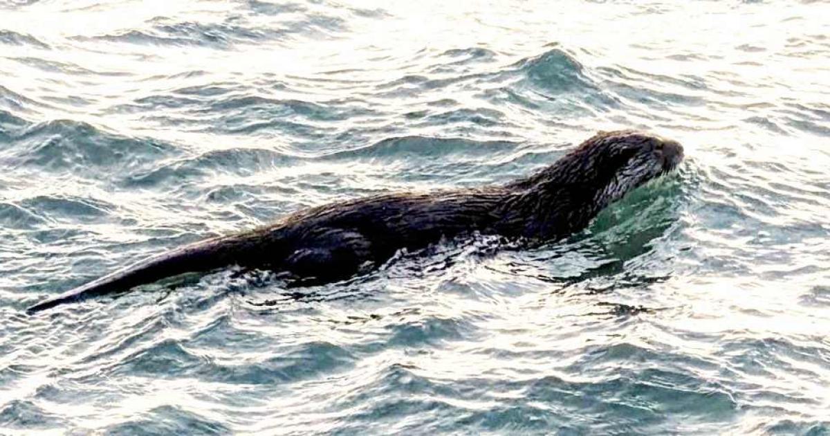 Otters spotted in West Bay and Bridport over Spring