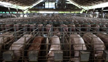 13 Scottish megafarms under investigation over pollution permits