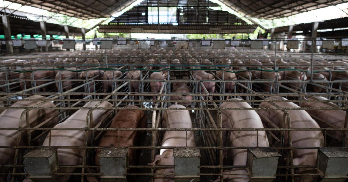 13 Scottish megafarms under investigation over pollution permits