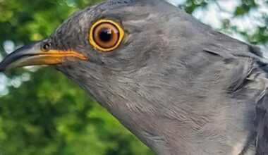 Worlingham cuckoo breaks record after 2000 mile journey