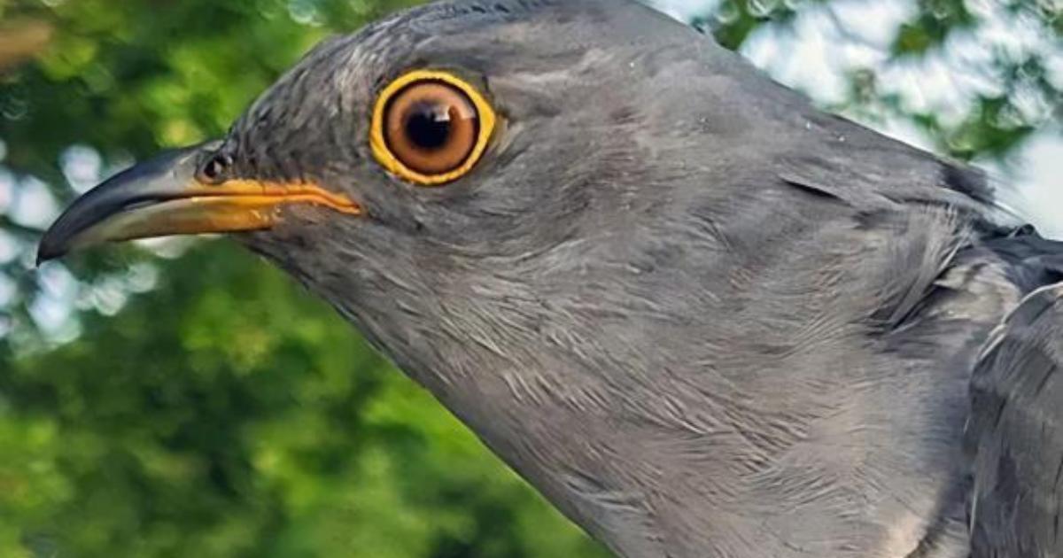 Worlingham cuckoo breaks record after 2000 mile journey