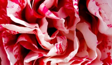 Galashiels Camera Club brings season to a close with competition