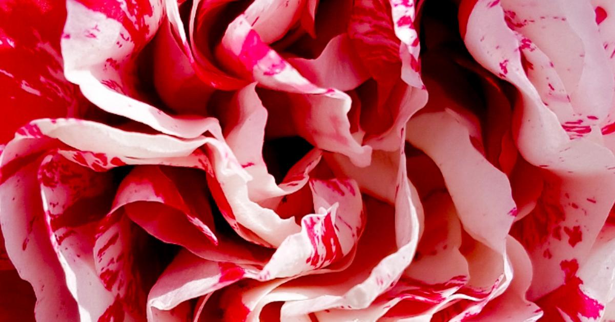 Galashiels Camera Club brings season to a close with competition