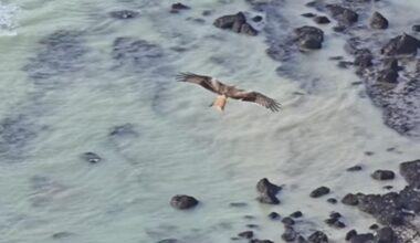 Red kite spotted in 'lucky' sighting in Eastbourne