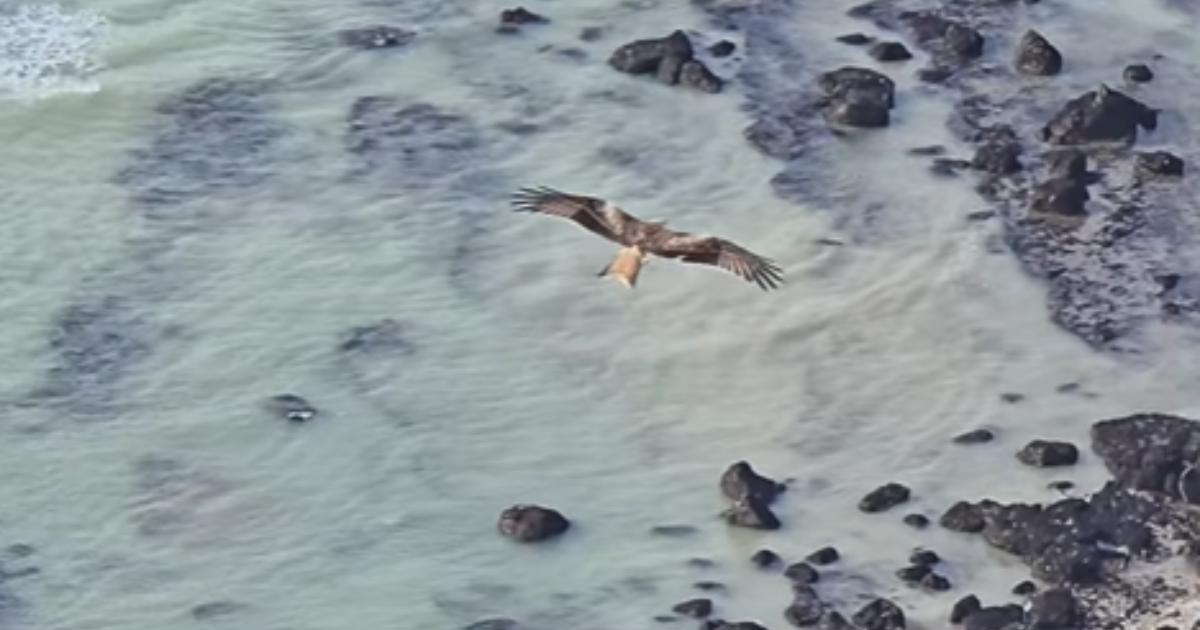 Red kite spotted in 'lucky' sighting in Eastbourne