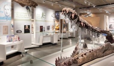 Dorset Museum & Art Gallery Dorchester Jurassic Coast event