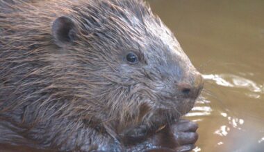 Beavers introduced to Bowyer Wood in East Sussex by Ecotalk